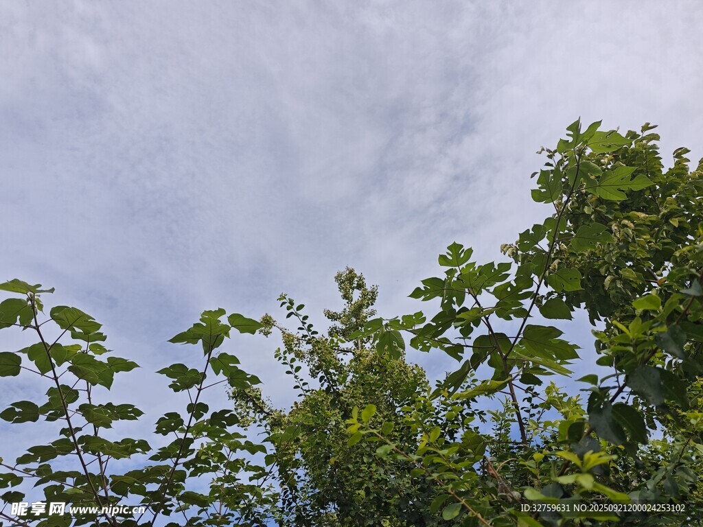 绿叶衬蓝天