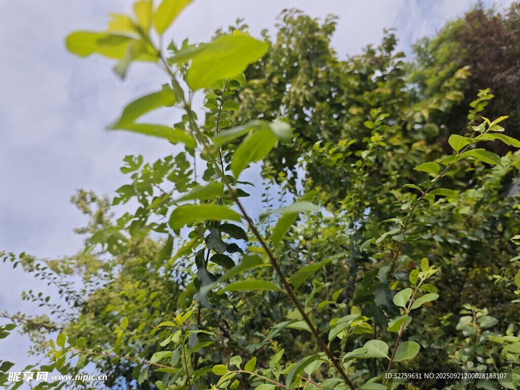 绿叶繁茂的植物景象