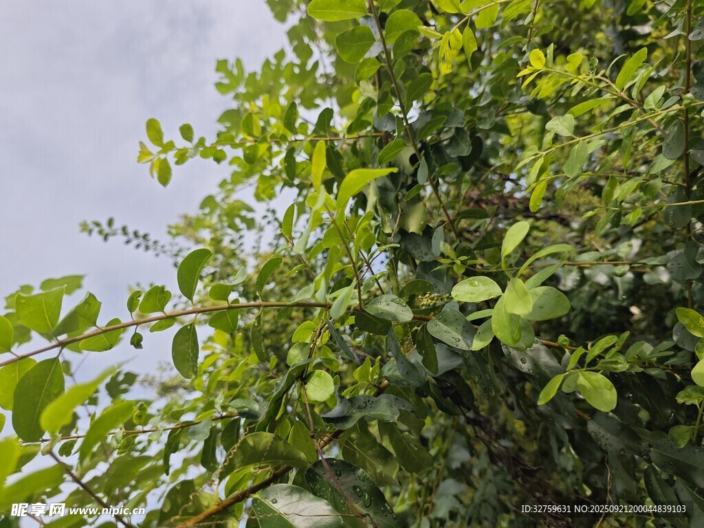 绿叶繁茂的生机景象