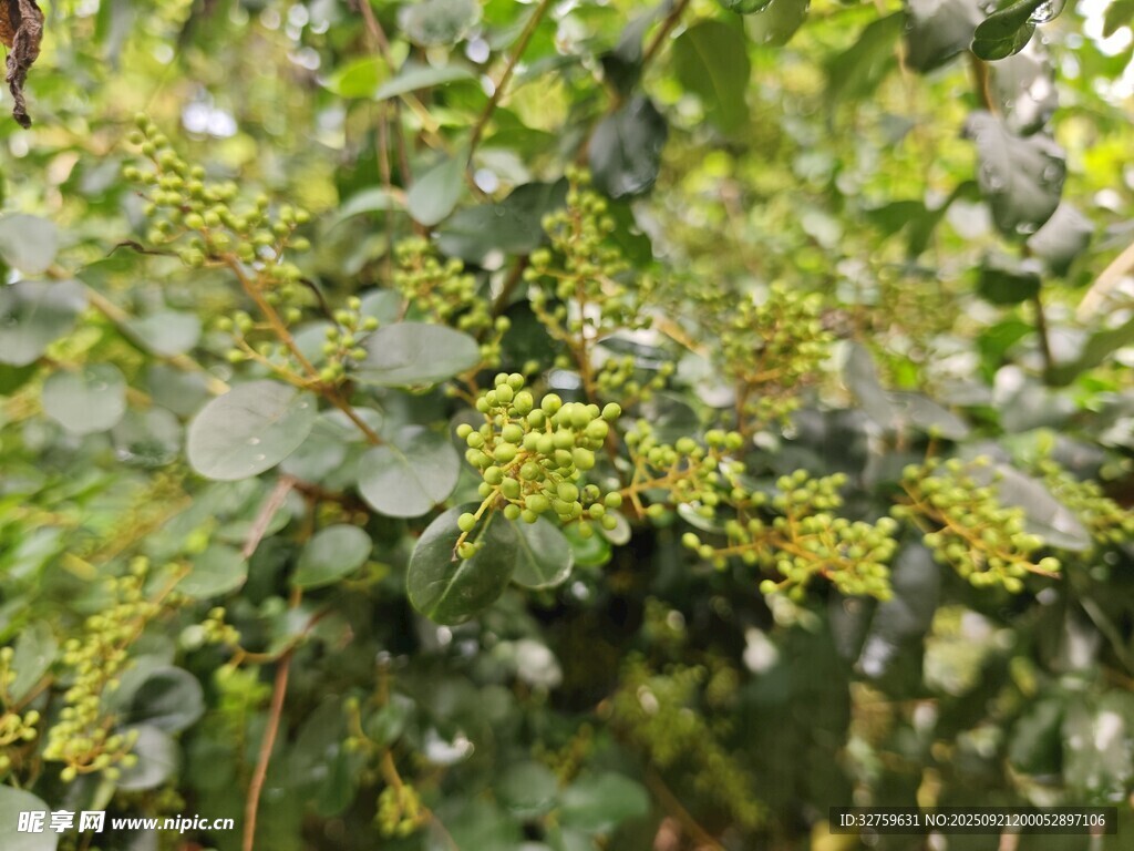 绿叶间的黄色小花绽放