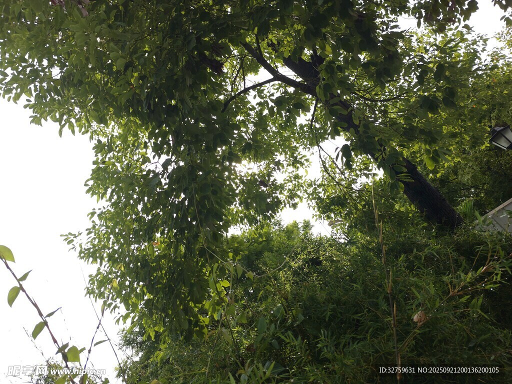 仰视茂密树林绿意盎然