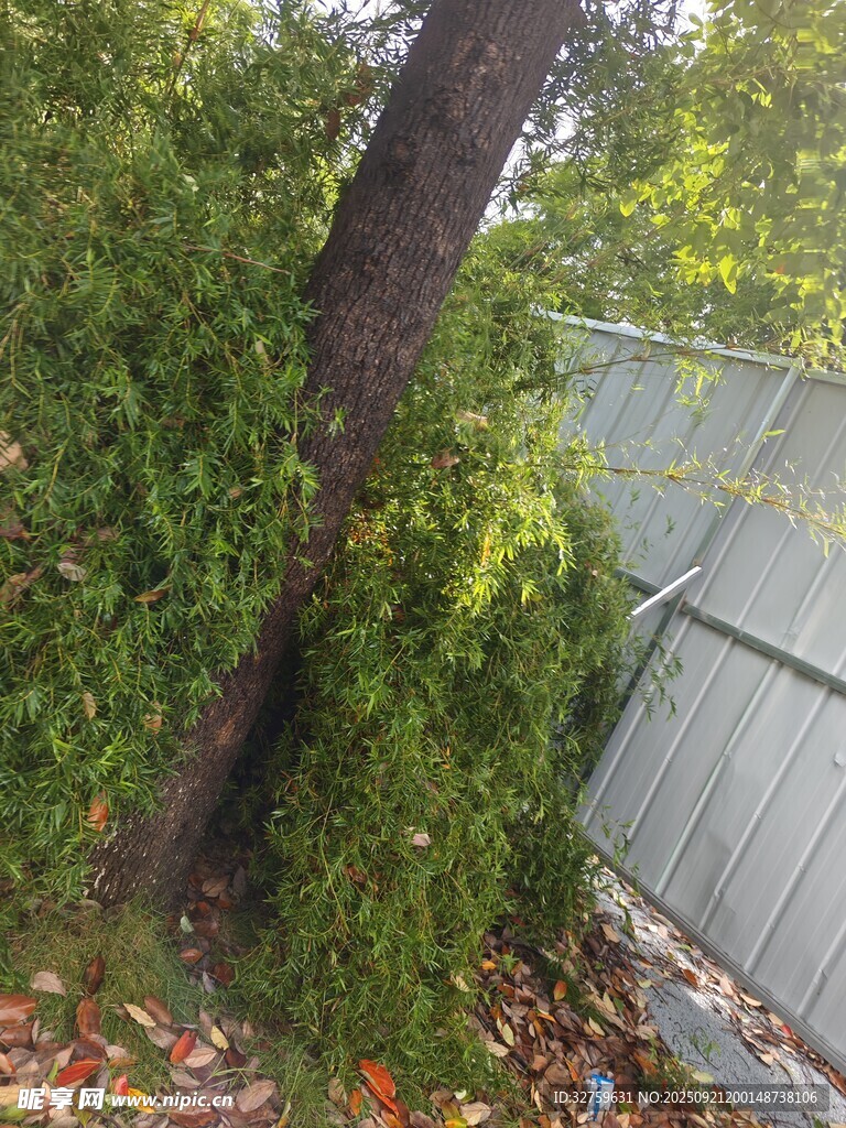 倾斜树木与周边绿植景象