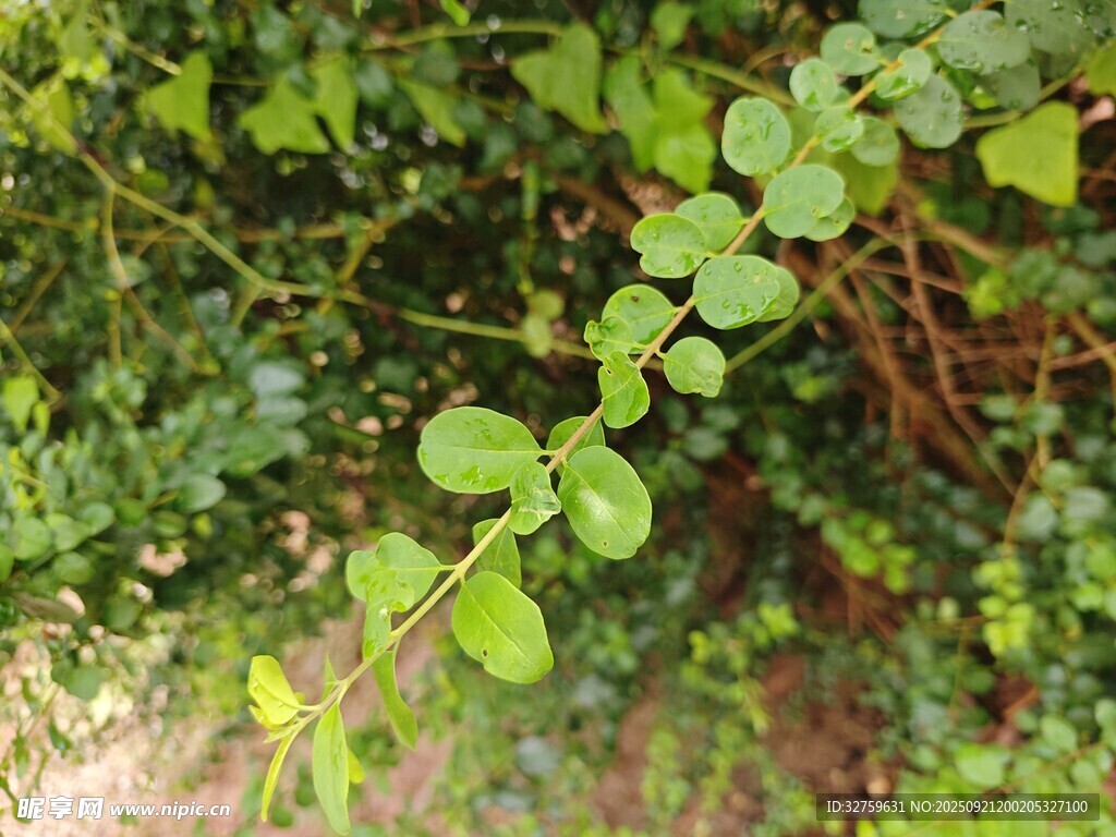 翠绿叶片繁茂的植物枝条