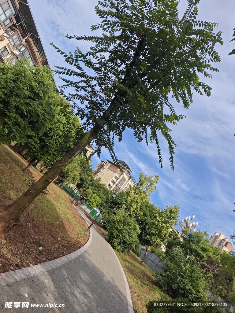 公园绿树与蜿蜒小径