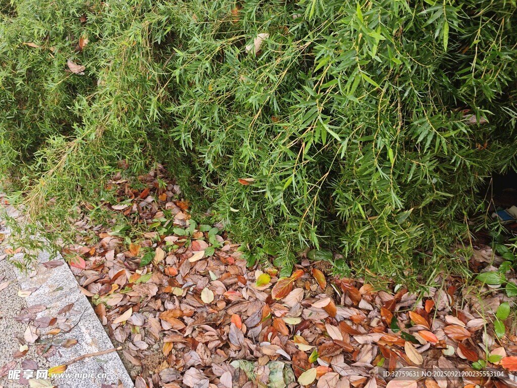 路边落叶与葱郁绿植