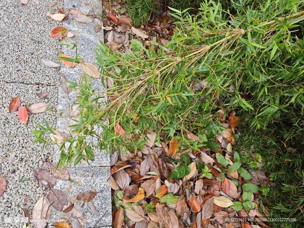路边绿植与落叶景象