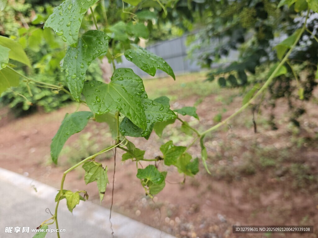 藤蔓绿植特写