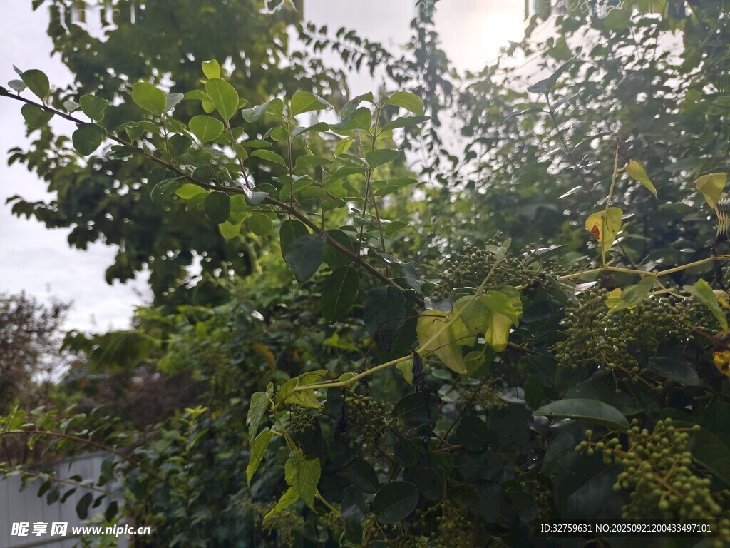 繁茂绿植 