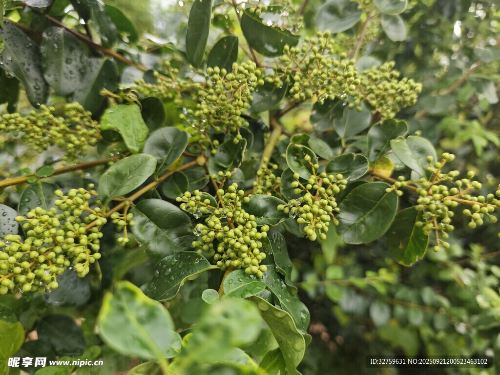 繁茂绿植上的黄色小花