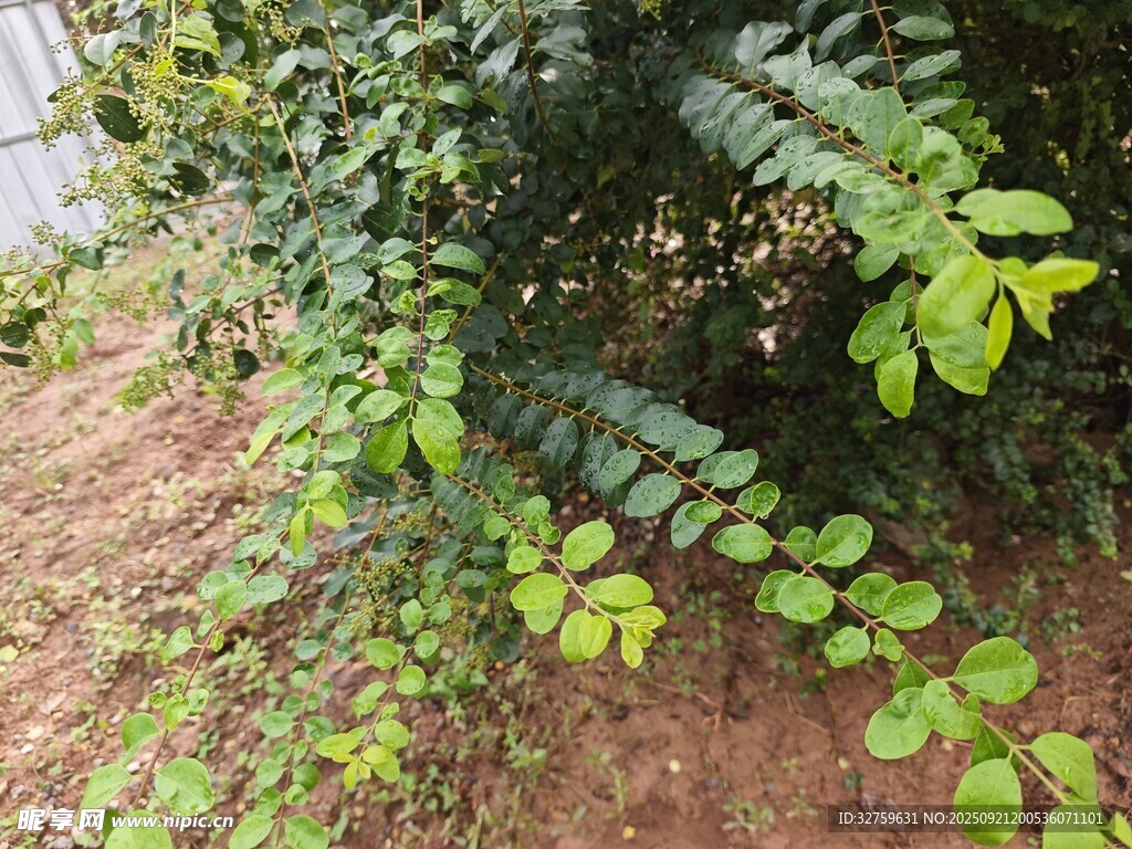 绿叶繁茂的绿植景观