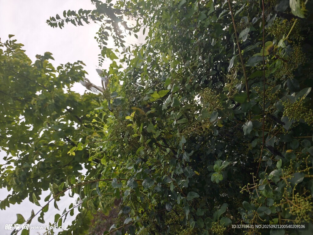 繁茂绿植
