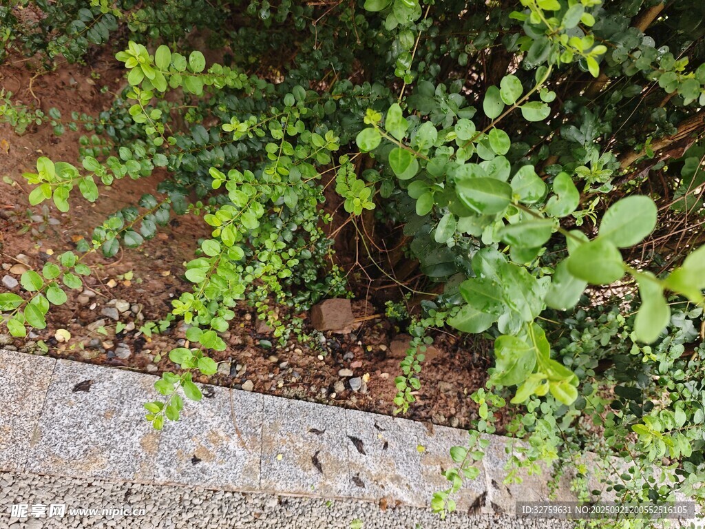 路边绿植景观