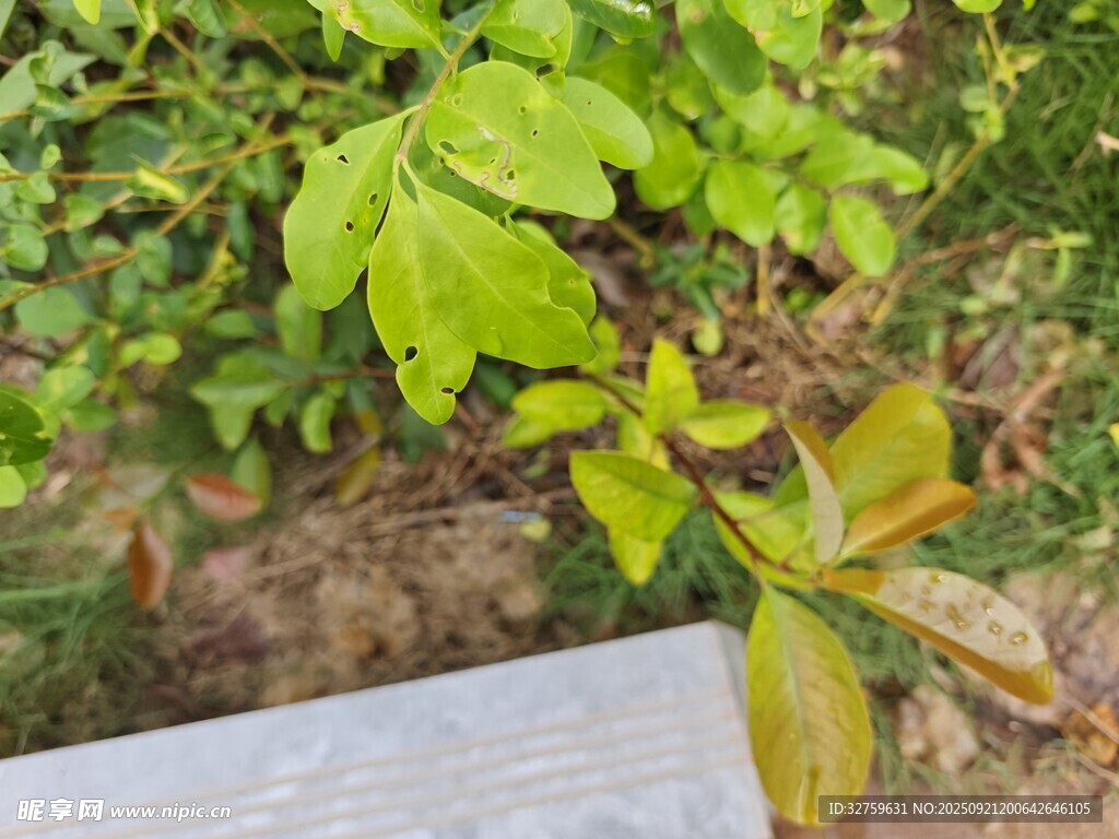 绿叶植物近景