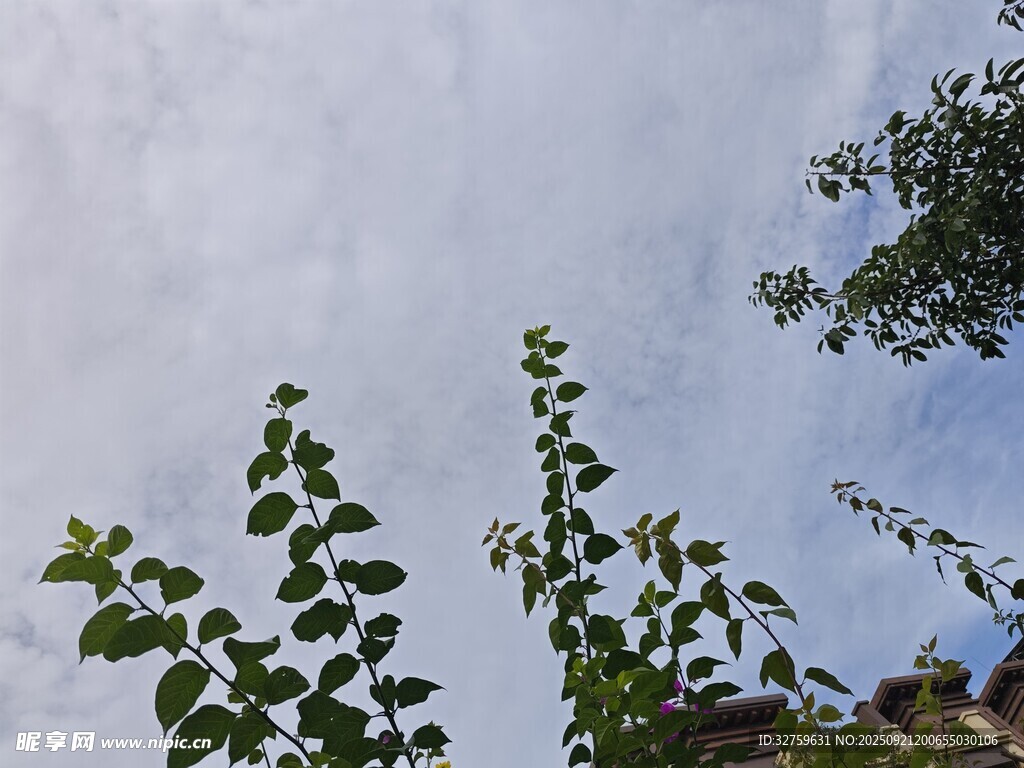 向上生长的绿植与天空