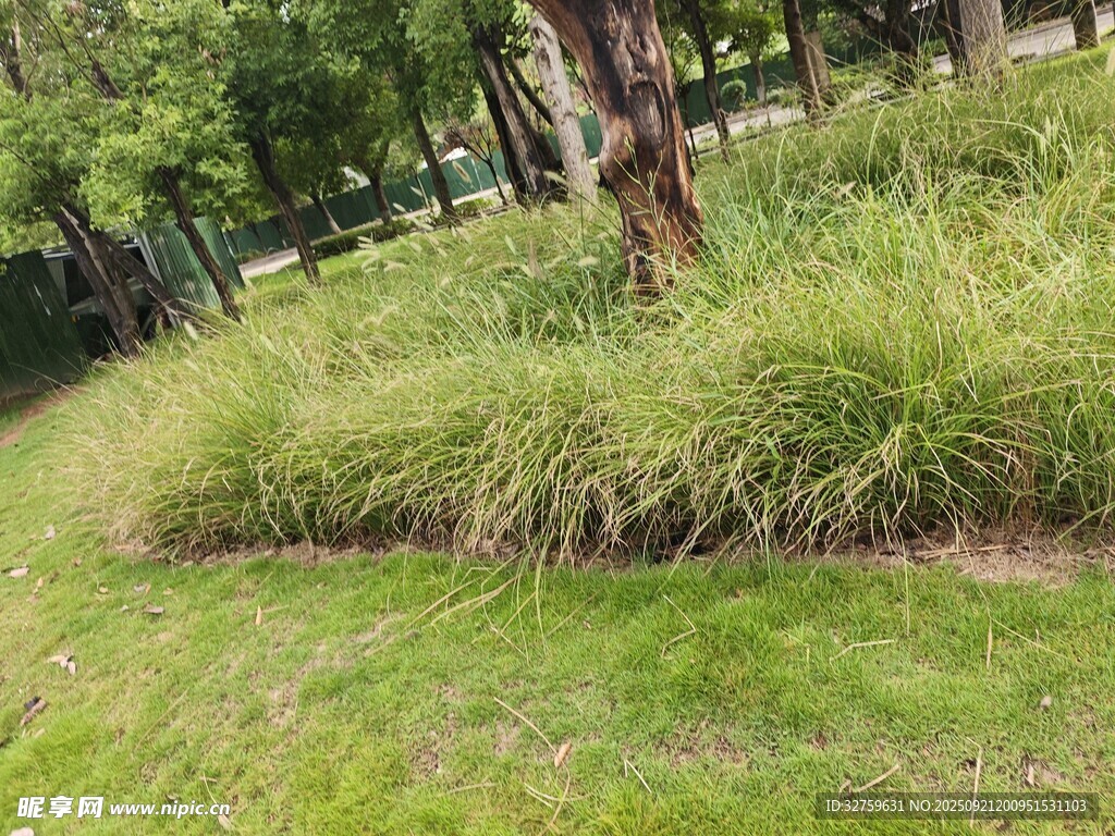 公园中的茂盛草丛景观