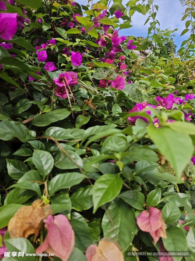 绽放的三角梅与绿叶