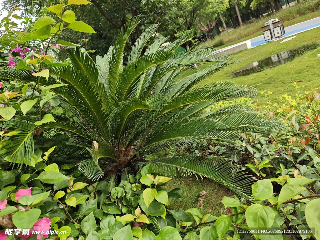 庭院中的翠绿苏铁植物