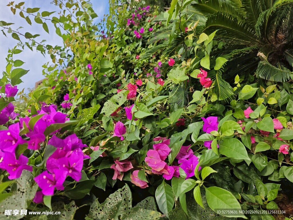 艳丽花丛