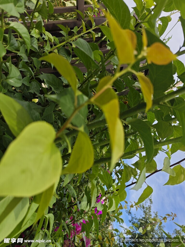 绿叶繁茂的生机景象