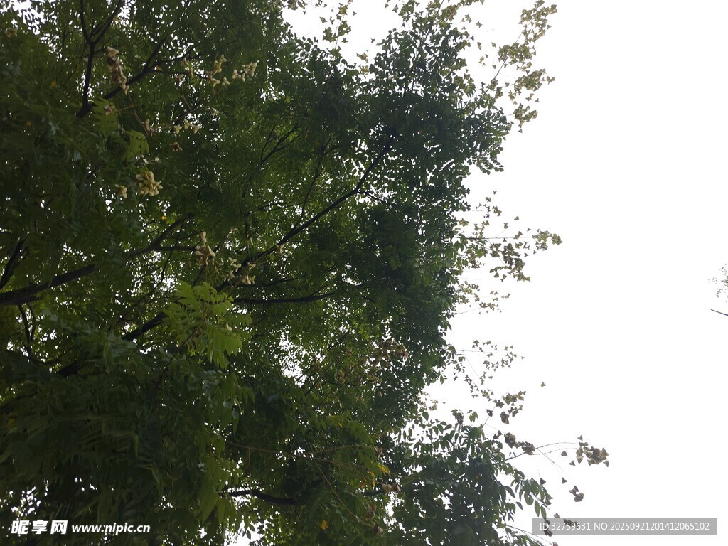 繁茂绿树 