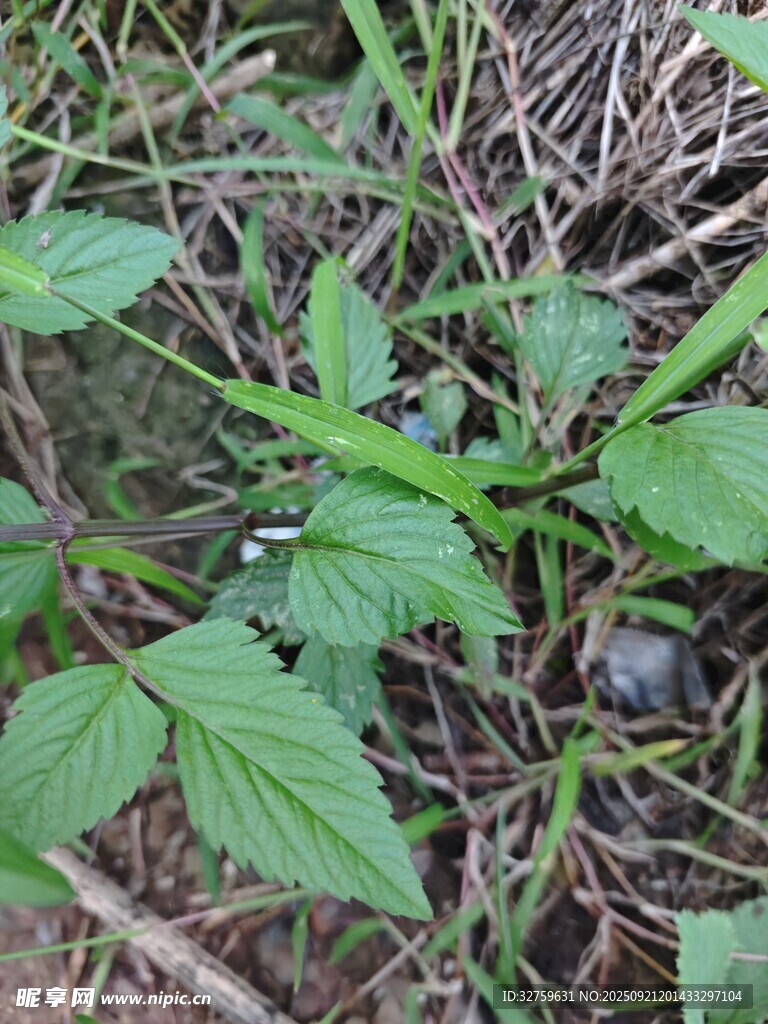 野外生长的绿色植物