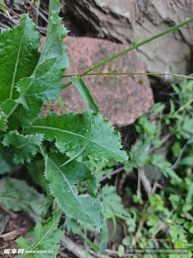 绿叶植物特写