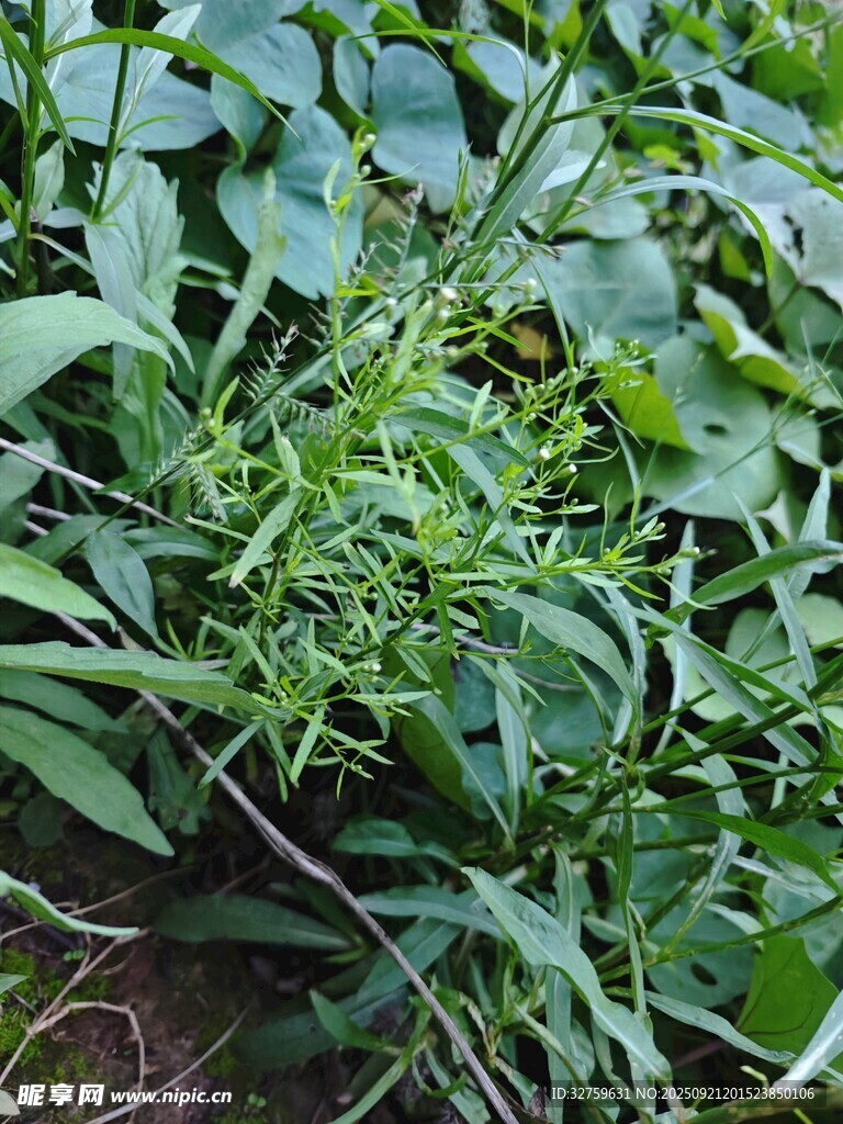 绿叶繁茂的植物景象