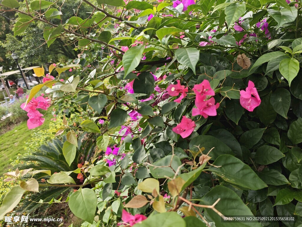 娇艳粉色花卉绽放绿植间
