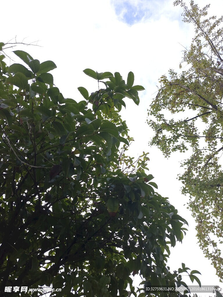 繁茂绿树与蓝天