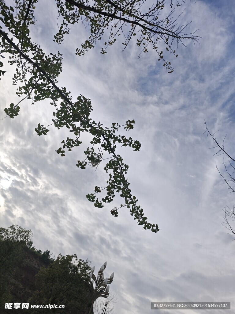 仰视天空中的繁茂枝叶