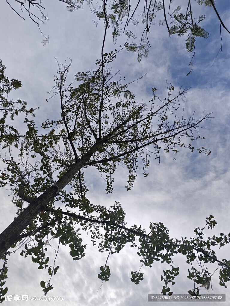 仰视天空中的繁茂树枝