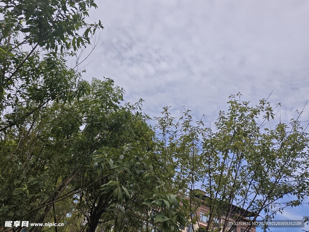 仰视绿树蓝天景致
