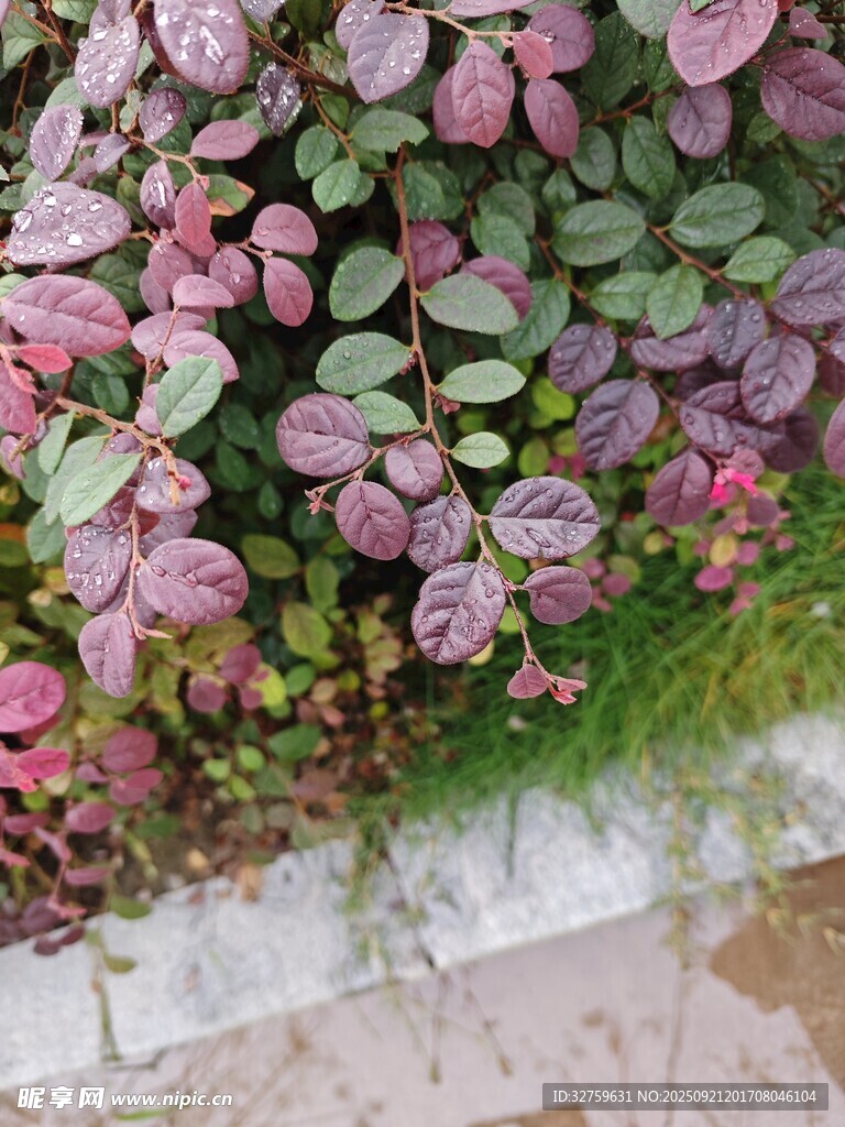 多彩叶片植物景观