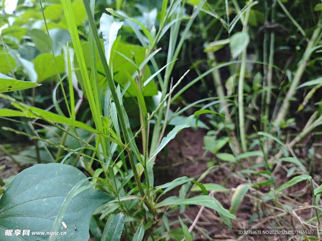 茂密丛生的绿色植物