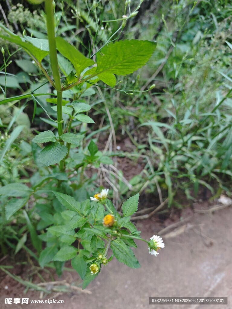 菜园中的番茄植株