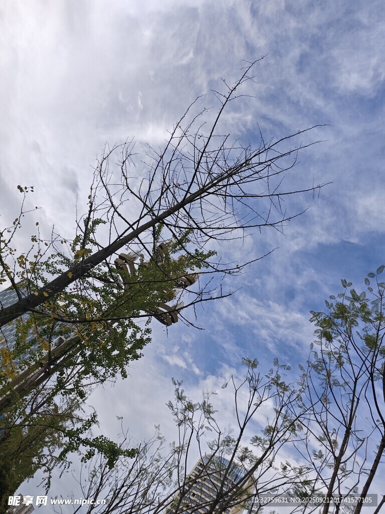 枯树与蓝天交织的景象