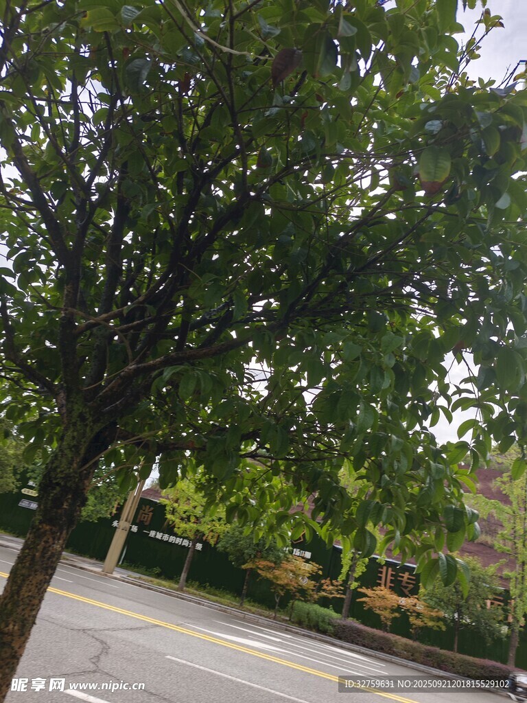 路边绿树成荫的景象