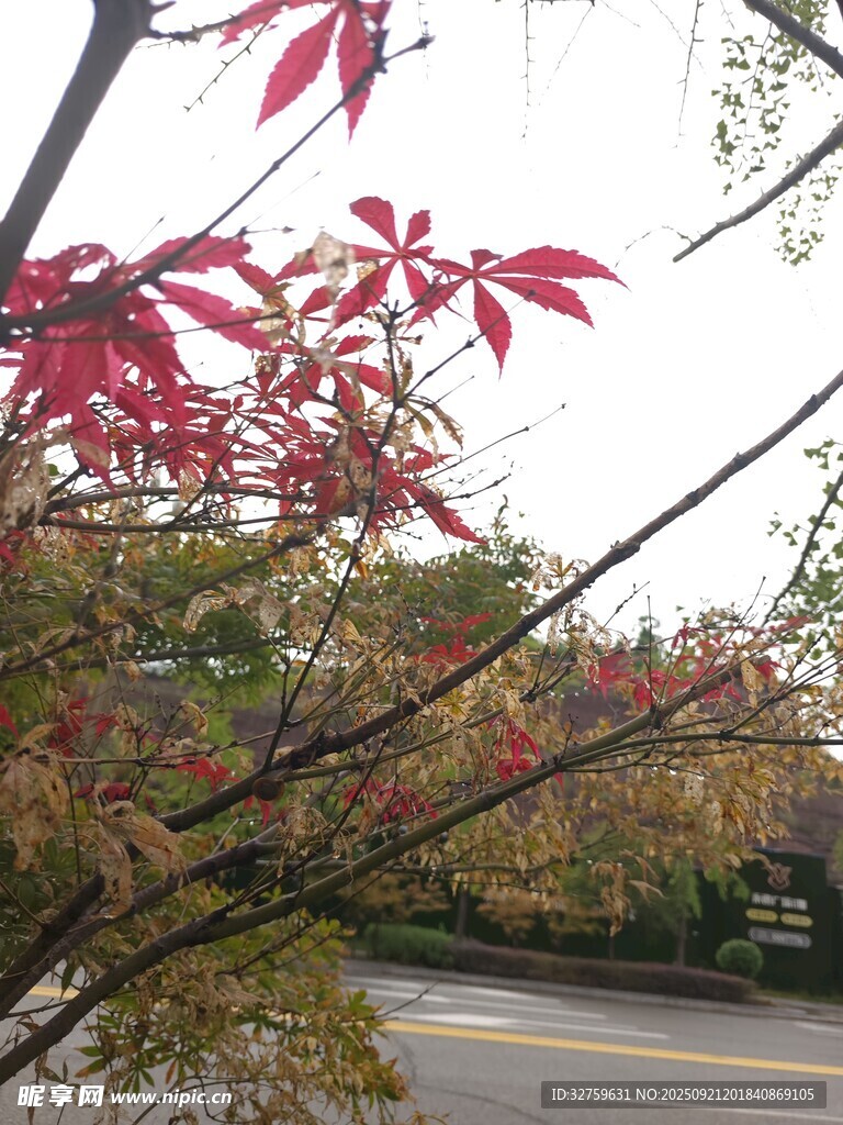 路边红枫叶景