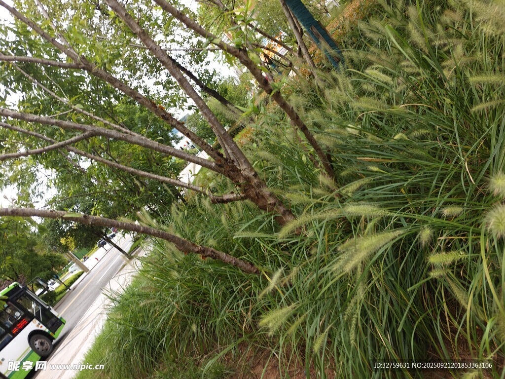 路边繁茂绿植景观