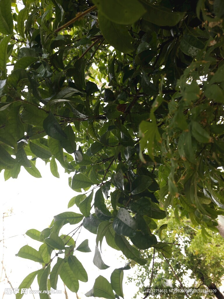 绿叶繁茂的树冠景象
