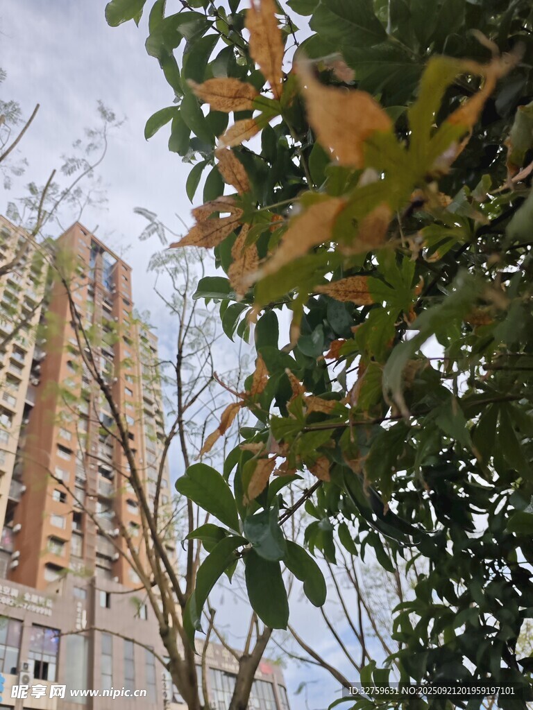 高楼旁枝叶繁茂的绿植