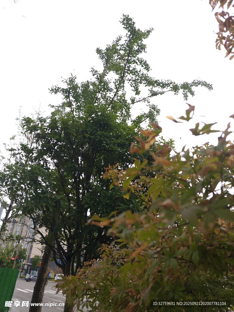 秋日街头树木景致