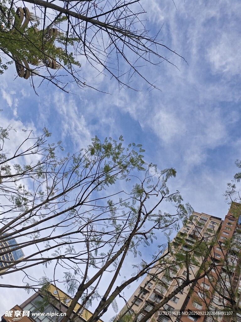 仰视城市树木与蓝天