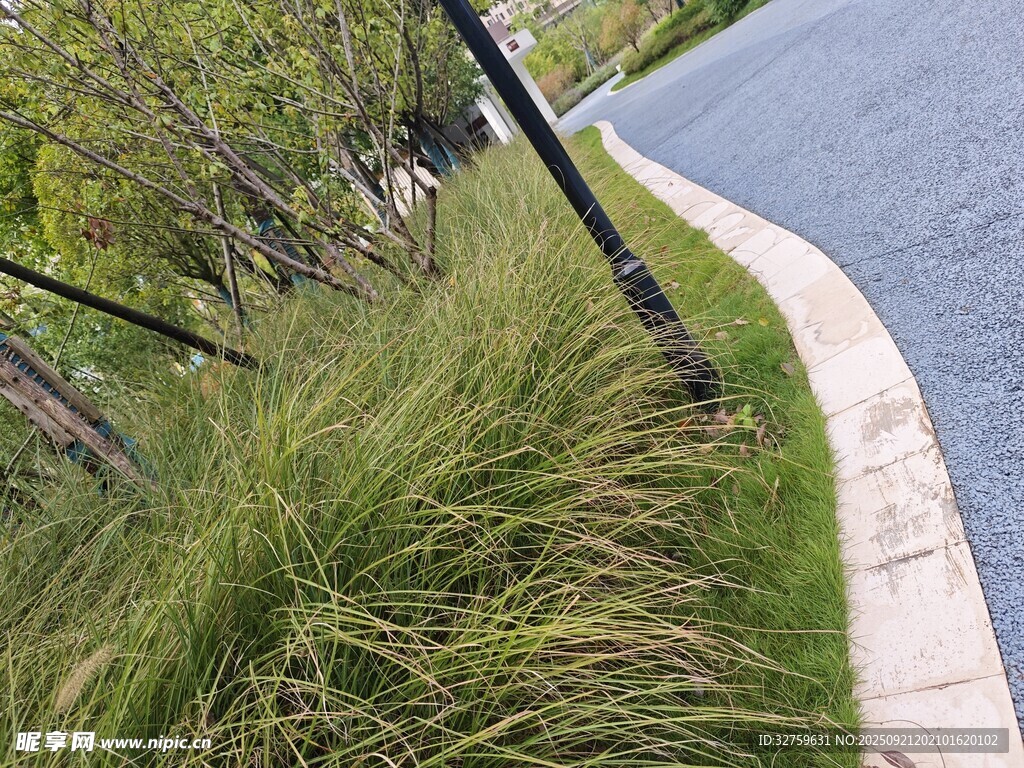 水边葱郁观赏草景观
