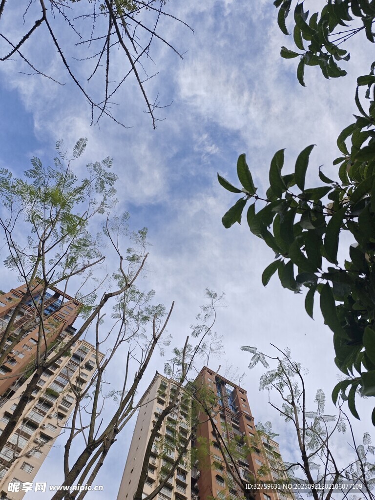 仰视高楼与枝叶