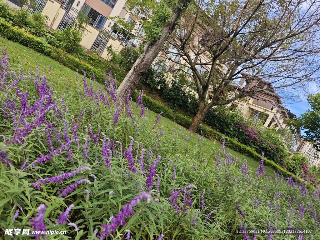 紫色花丛旁的树木与建筑