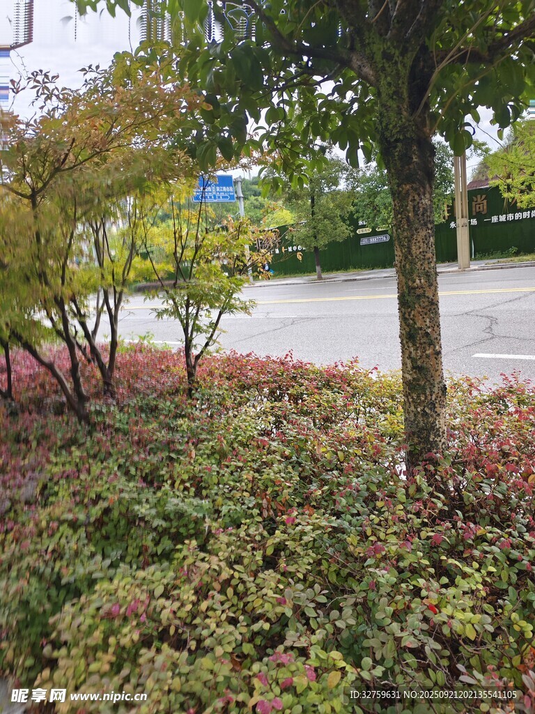 秋日园林植物景观