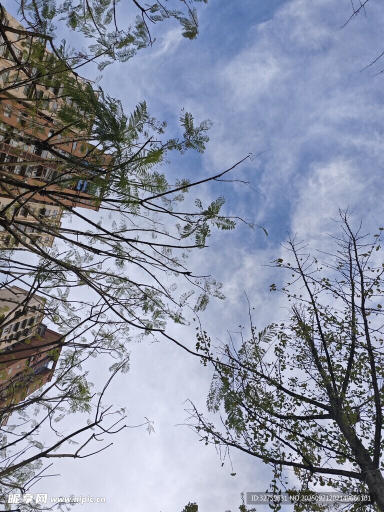 仰视天空下的树木与建筑