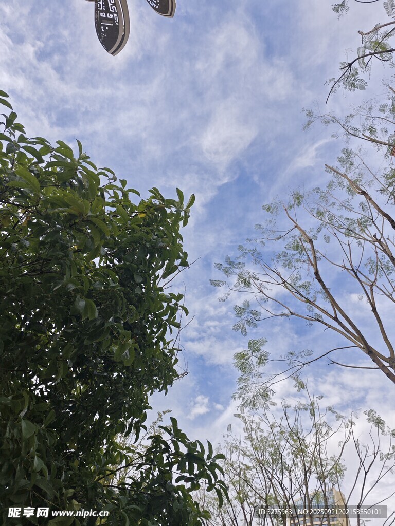 仰视绿树蓝天景象