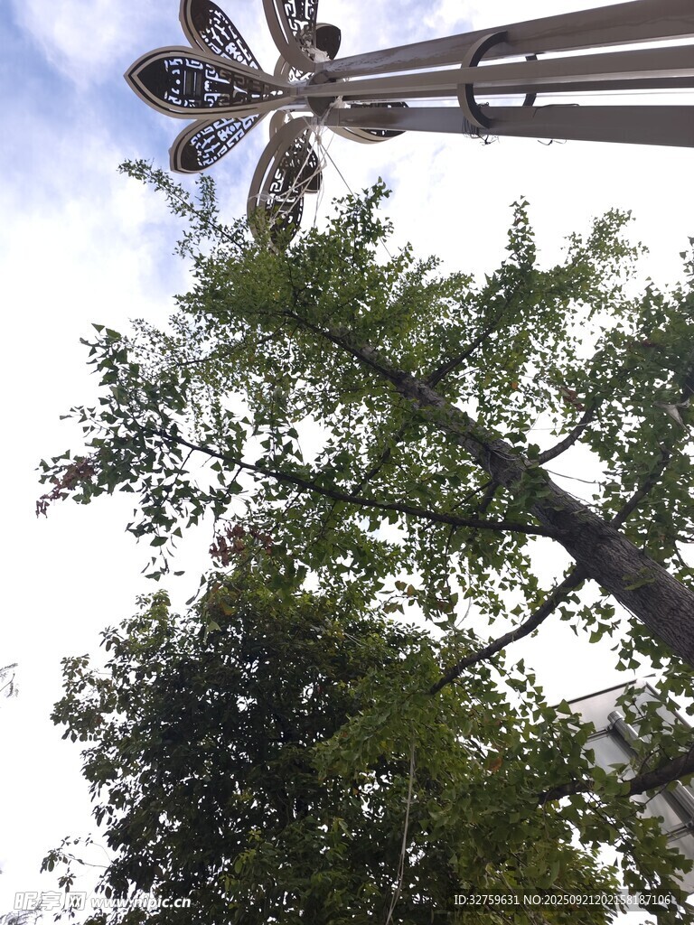 仰视视角下的高耸树木